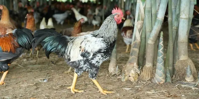 đá gà nòi